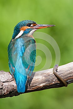Kingfisher (female) close-up photo