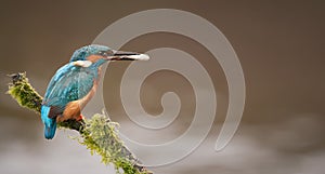 Kingfisher with Fish