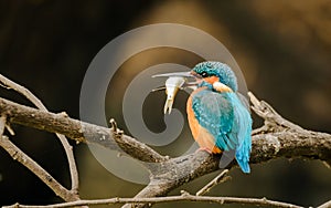 Kingfisher with Fish