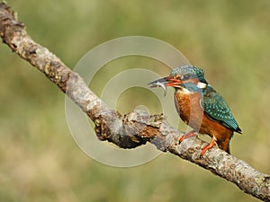 Kingfisher with fish