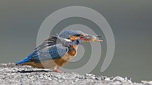 Kingfisher with Fish