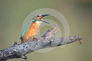 Kingfisher swallows a fish