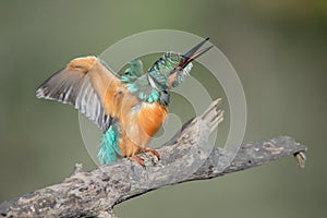 Kingfisher is shaking