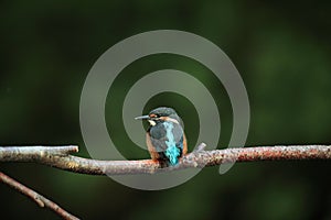 kingfisher fledgeling bird.