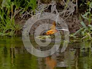 Kingfisher fleeing with caught fish.