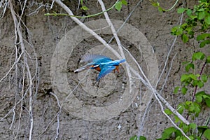 Kingfisher fleeing with caught fish.