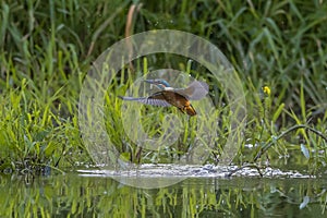 Kingfisher fleeing from the water with caught fish between the grass