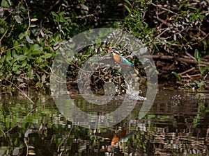 Kingfisher fleeing from the water with caught fish between the grass stalks and splashing water drops.