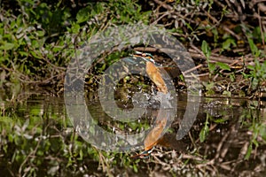 Kingfisher fleeing from the water with caught fish between the grass stalks and splashing water drops.