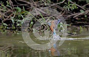 Kingfisher fleeing from the water between splashing water drops.