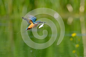 Kingfisher in flight (alcedo atthis)