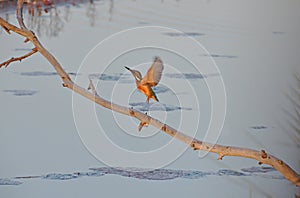 Kingfisher flying in marsh