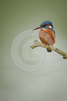 Kingfisher on green background