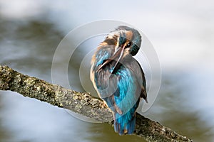 Kingfisher grooming