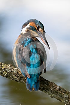 Kingfisher grooming and looking over her shoulder