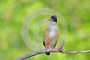 Kingfisher Halcyon pileata