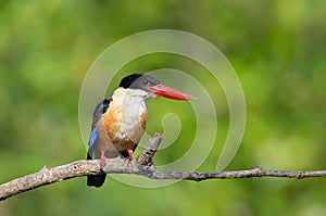 Kingfisher Halcyon pileata