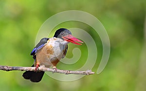 Kingfisher Halcyon pileata