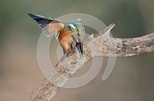 Kingfisher hunts