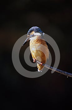 Kingfisher photo