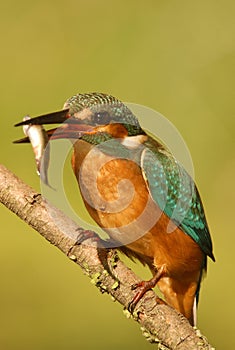 Kingfisher with its prey on a branch photo