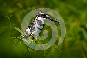 Kingfisher in Kazinga Channel, Queen Elizabeth national park, Uganda. Pied Kingfisher, Ceryle rudis, evening light with pink