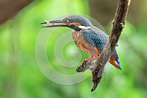 Kingfisher keeps changing the fish direction then swallow it from the head.