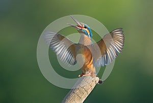 Kingfisher