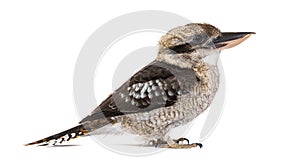 Kingfisher Laughing kookaburra, Dacelo novaeguineae, isolated on white