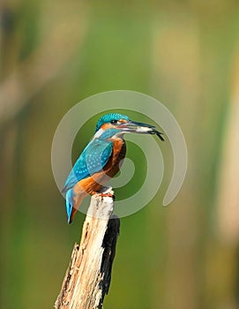 Kingfisher with littie fish