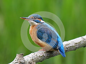 kingfisher looking up photo