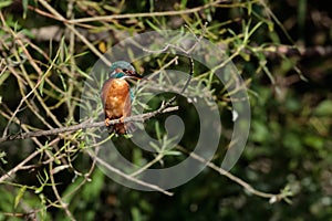 Kingfisher lurking on a twig