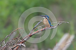 Kingfisher lurking on a twig