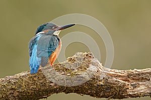 KingFisher Male