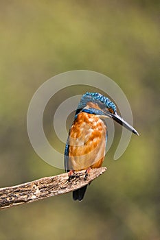 Kingfisher, MonfragÃ¼e National Park, Spain photo