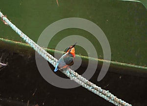 Kingfisher on mooring rope.