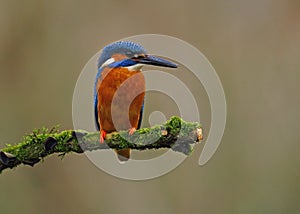 Kingfisher on a moss covered perch