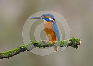 Kingfisher on a moss covered perch