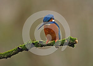 Kingfisher on a moss covered perch