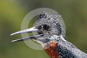 Kingfisher national park kruger south africa reserves and protected airs of africa