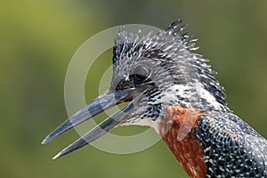 Kingfisher national park kruger south africa reserves and protected airs of africa