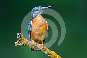 Kingfisher in a nice pose on a twig