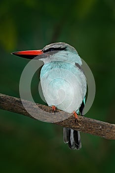 Kingfisher from Nigeria, Africa Blue-breasted Kingfisher, Halcyon senegalensis, beautiful bird on the dark forest habitat. Kingfis