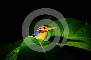 Kingfisher at night in the rainforest of borneo, malaysia