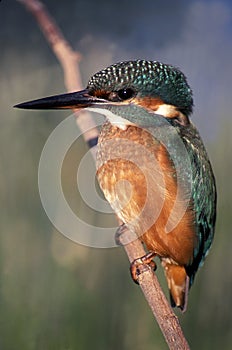 Kingfisher photo