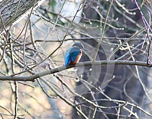 Kingfisher perched above a stream