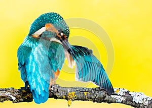 Kingfisher perched on a branch