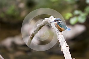 Kingfisher perched on a branch in a river photo