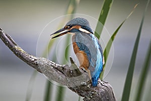 Kingfisher perched on a log ready to dive for a fish