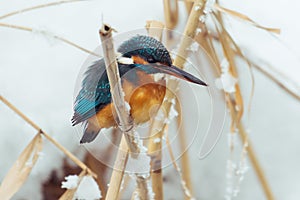 Kingfisher perches on a stake in a pond in winter. - Image
